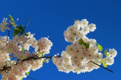 blossom-2